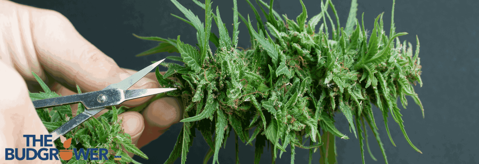 Trimming plant