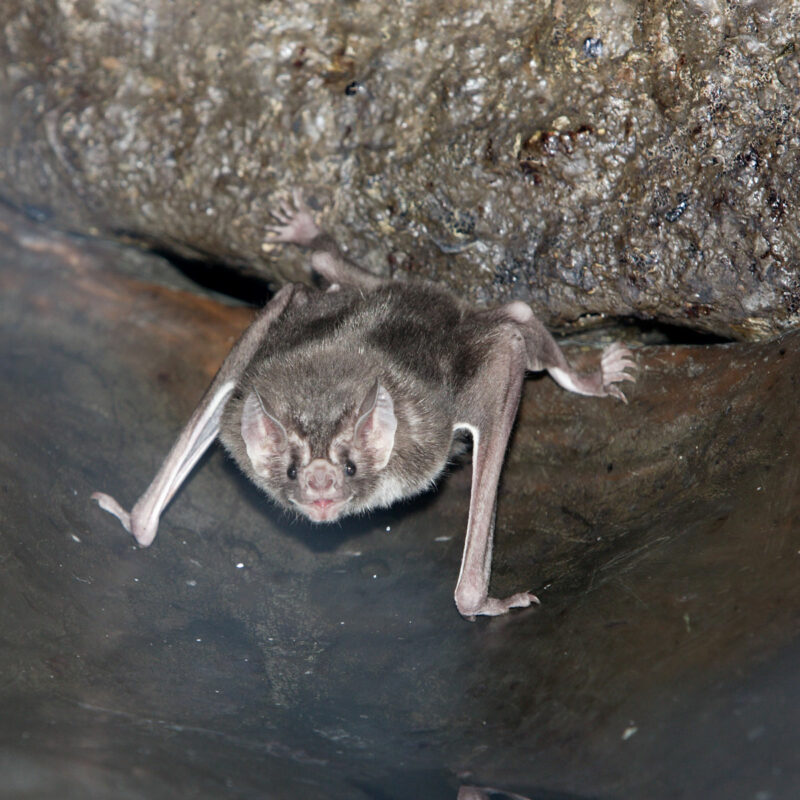 Bat