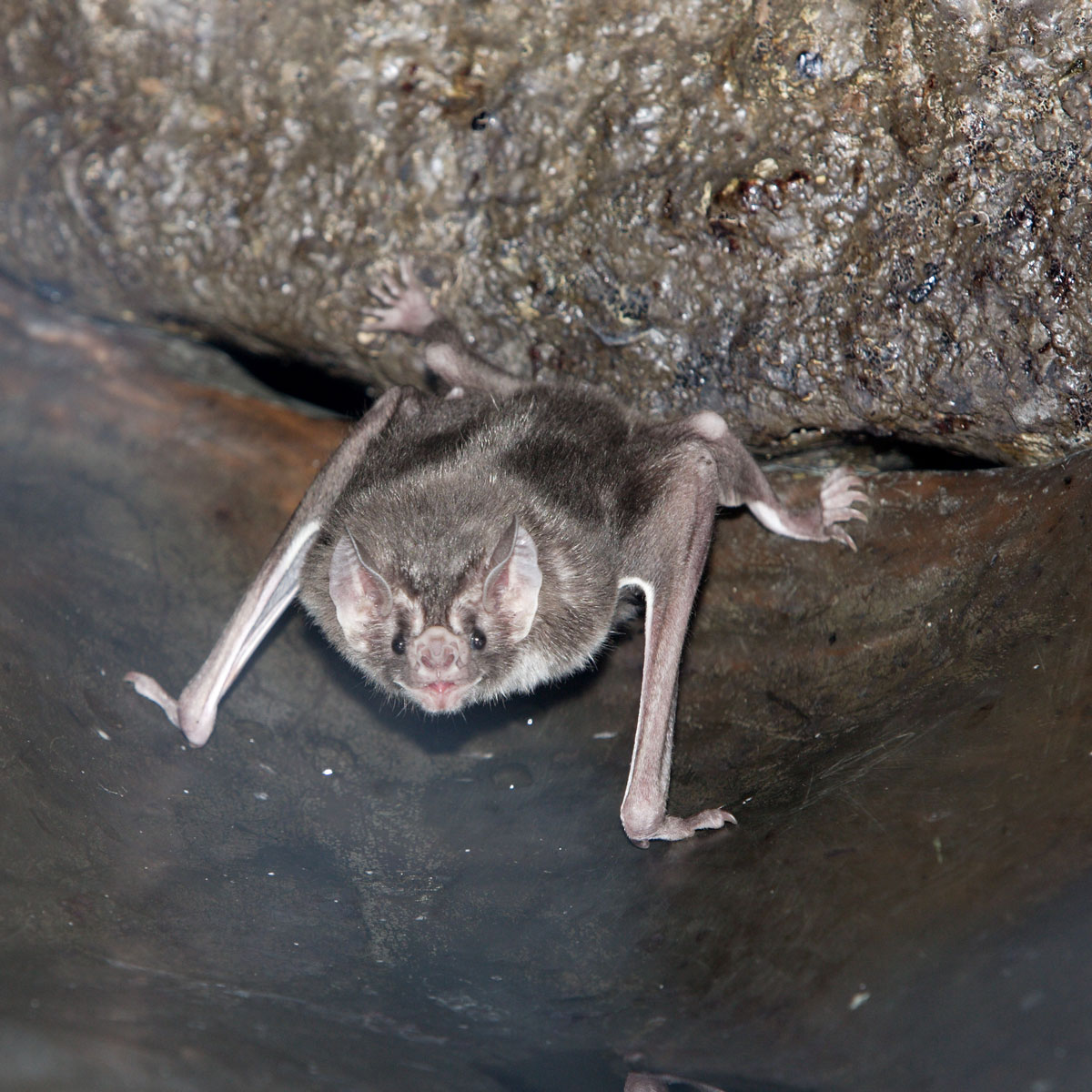 Bat Guano