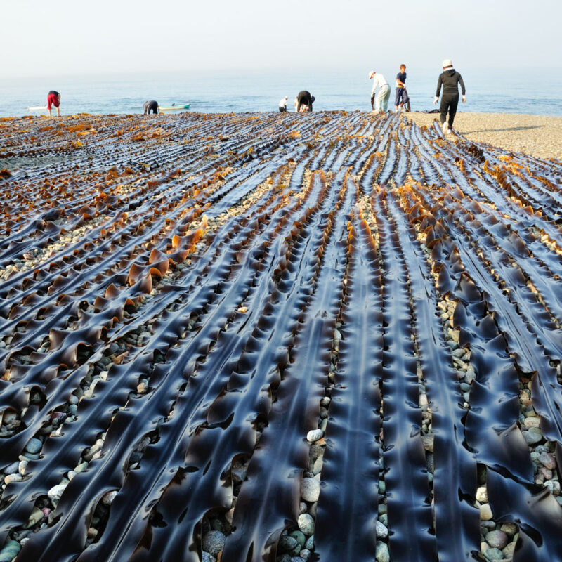 Kelp Farming