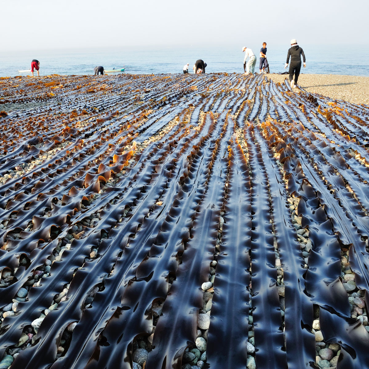 Kelp Meal
