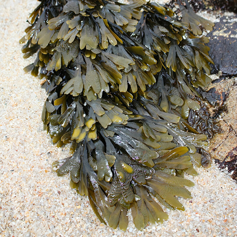 Kelp