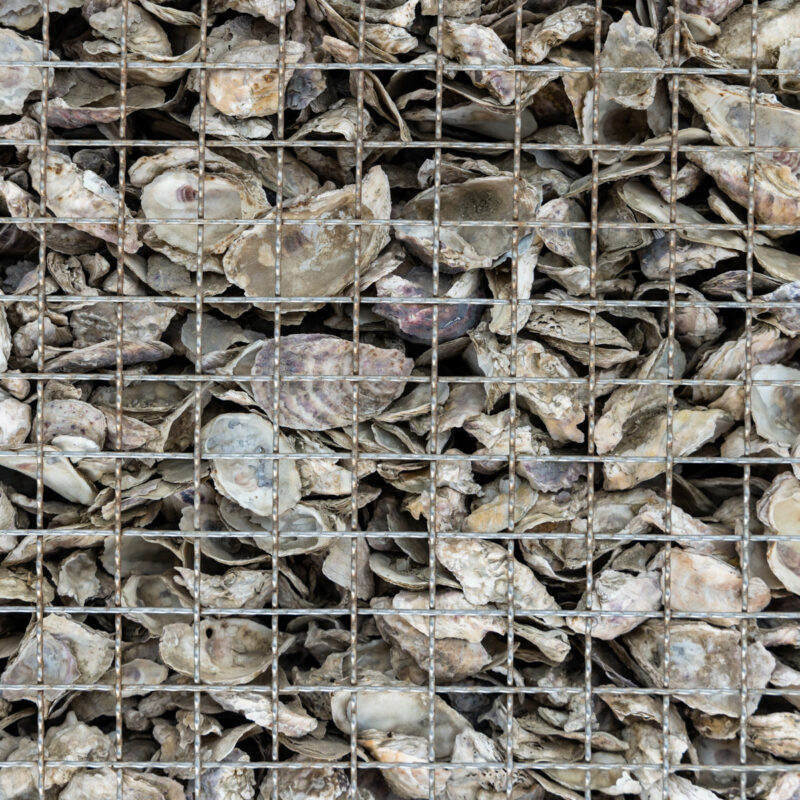 Oyster Shells