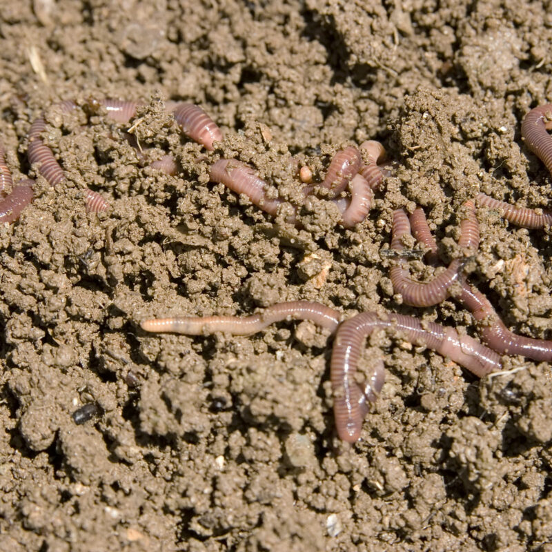 Worms