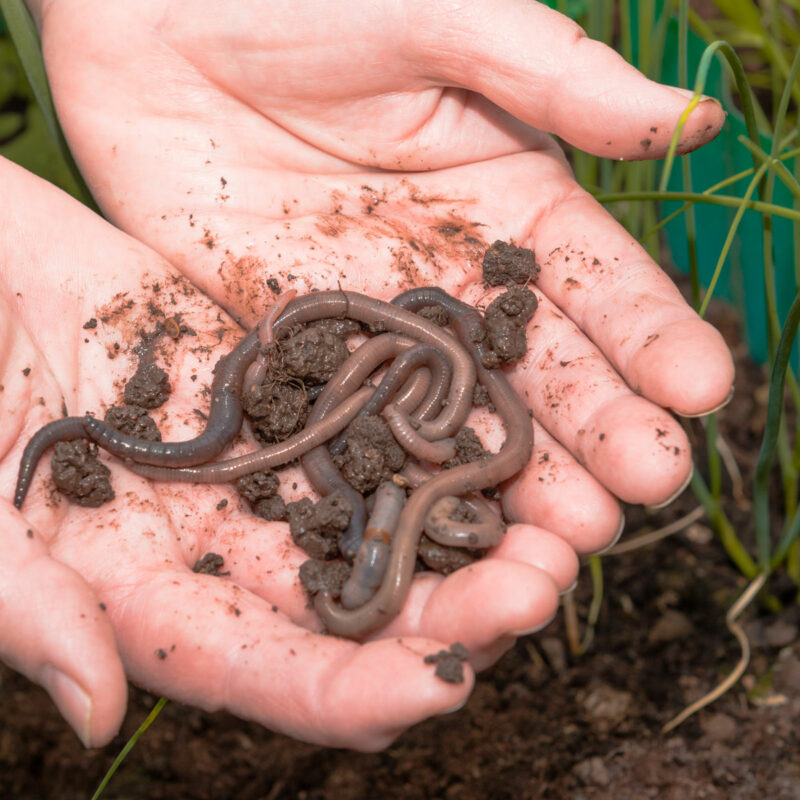 Worms