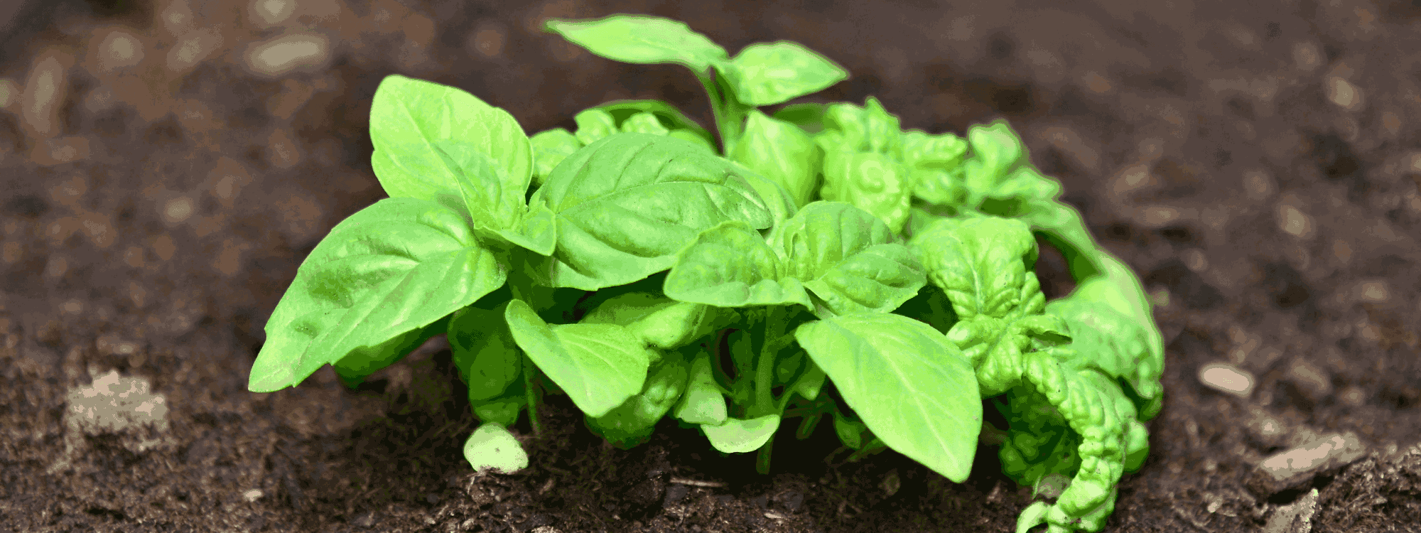 Guide to Growing Basil