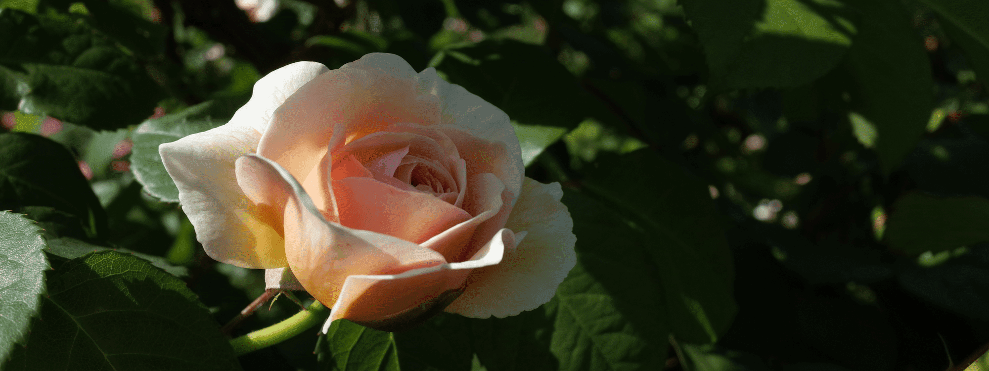 Juliet Rose 