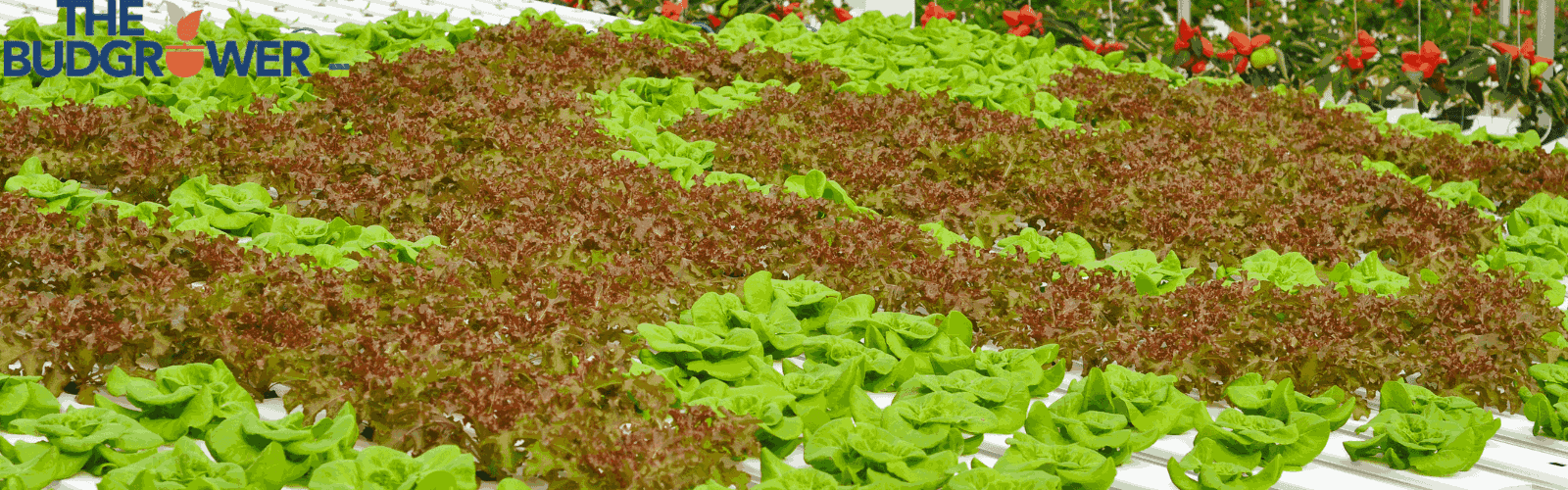 Hydroponic Grow