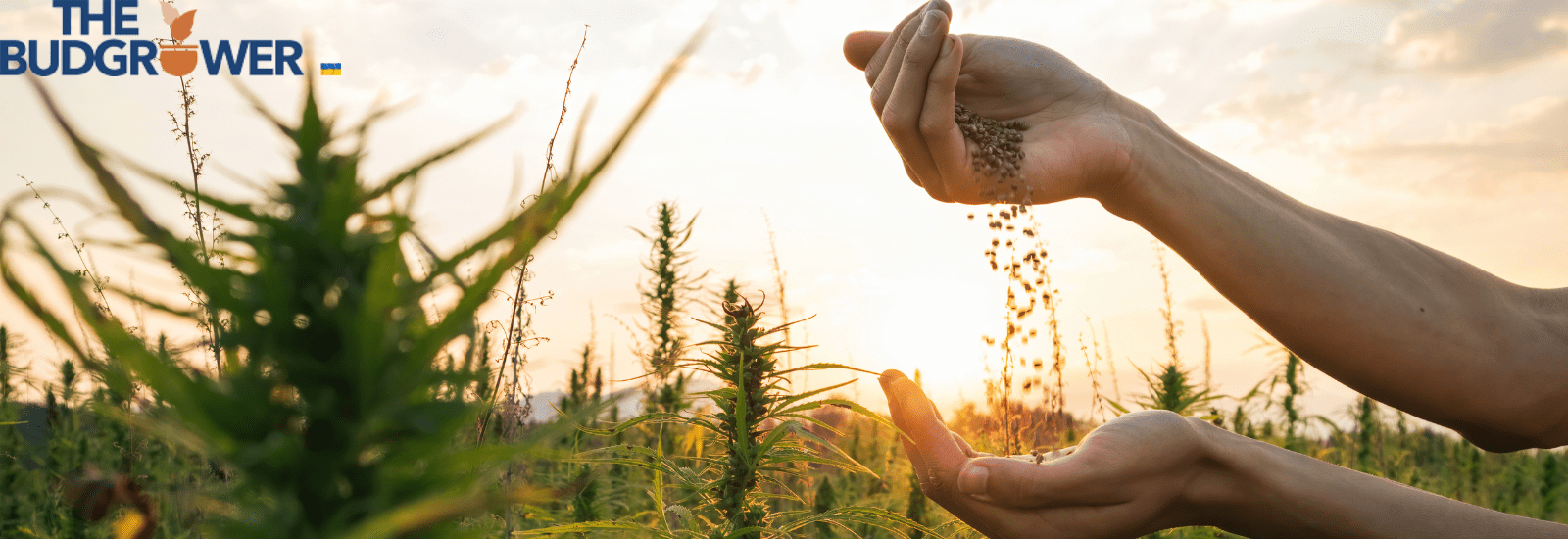 cannabis seeds