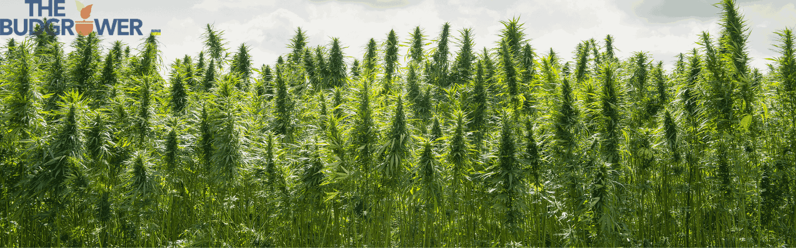 When to Top Weed Plants