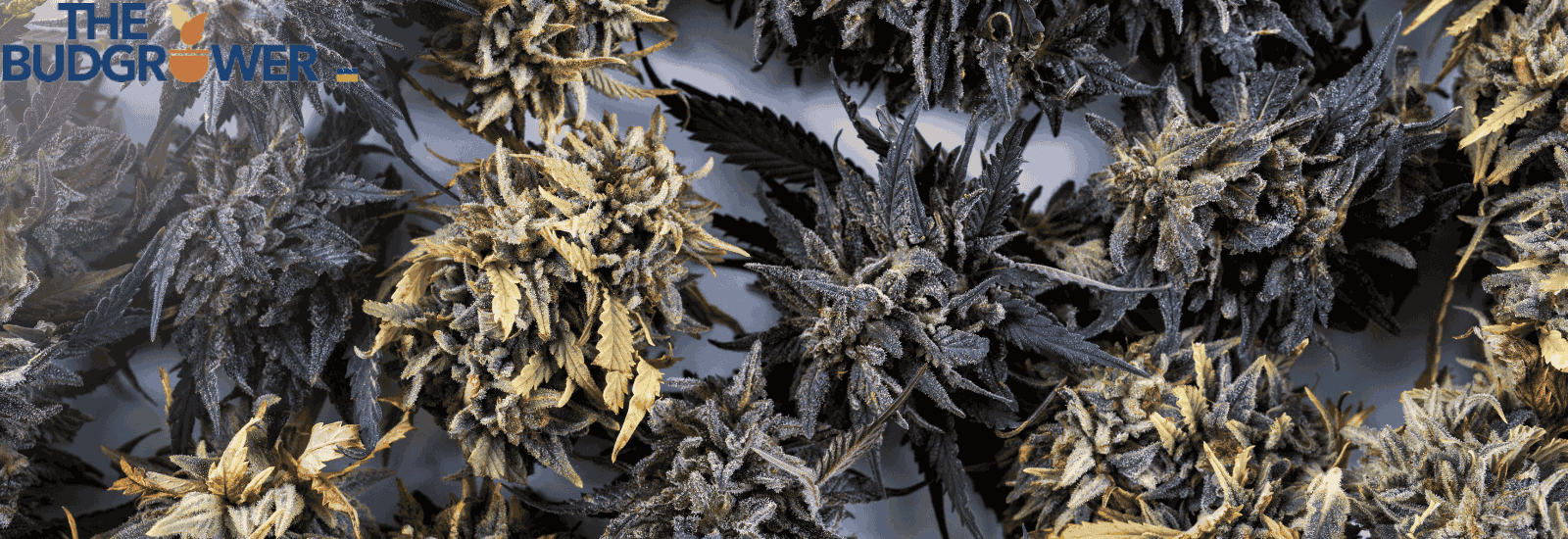 store weed