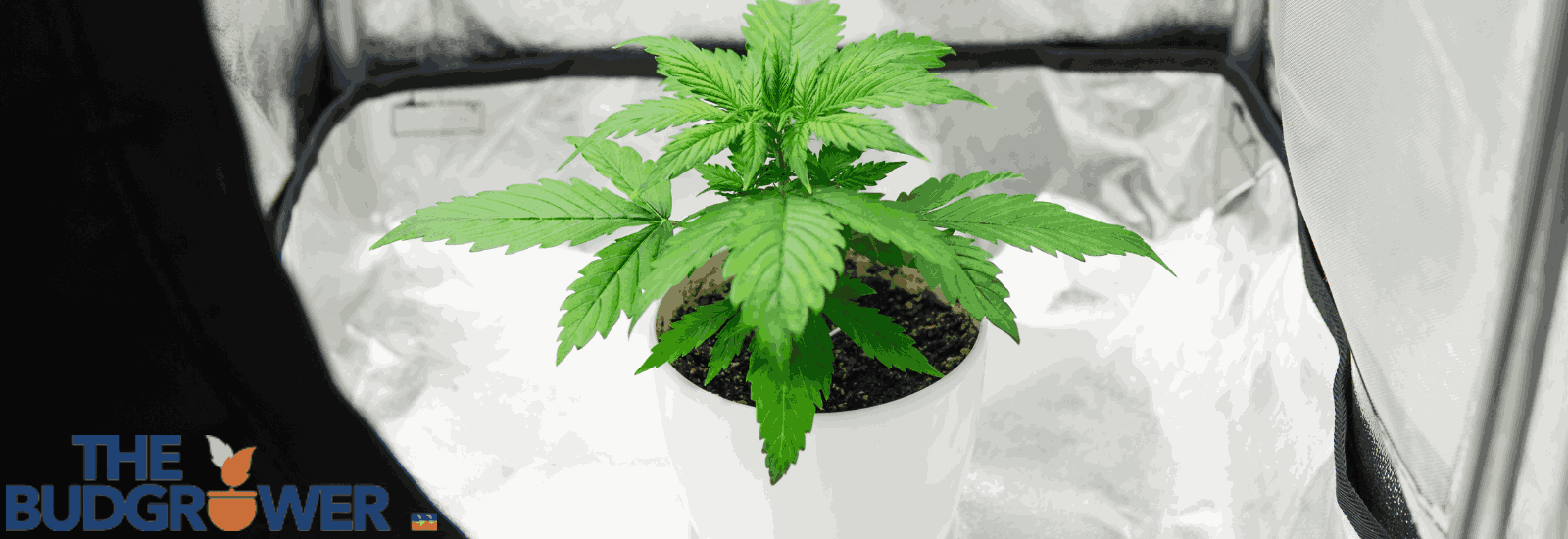 Tools Needed To Grow Marijuana Indoors