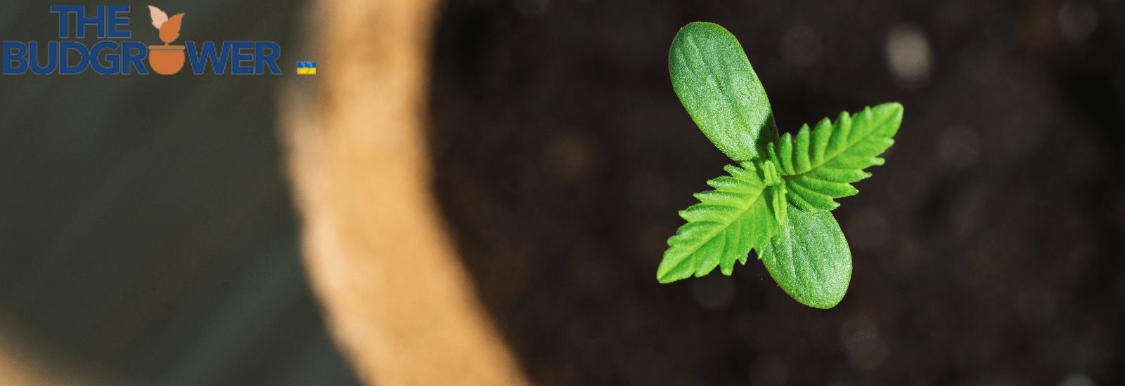 Steps to Grow Weed Indoors