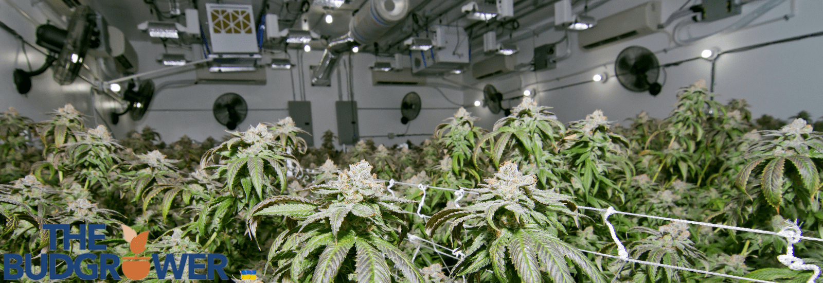 What is a Grow Room
