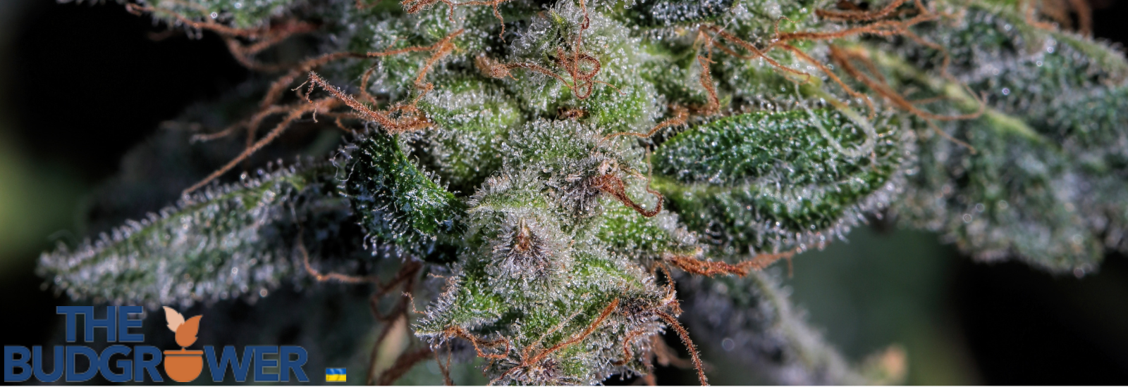 Train Wreck Strain