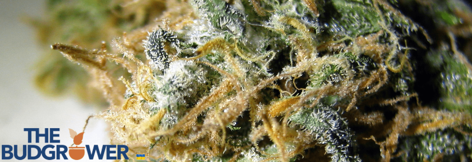 AK-47 strain
