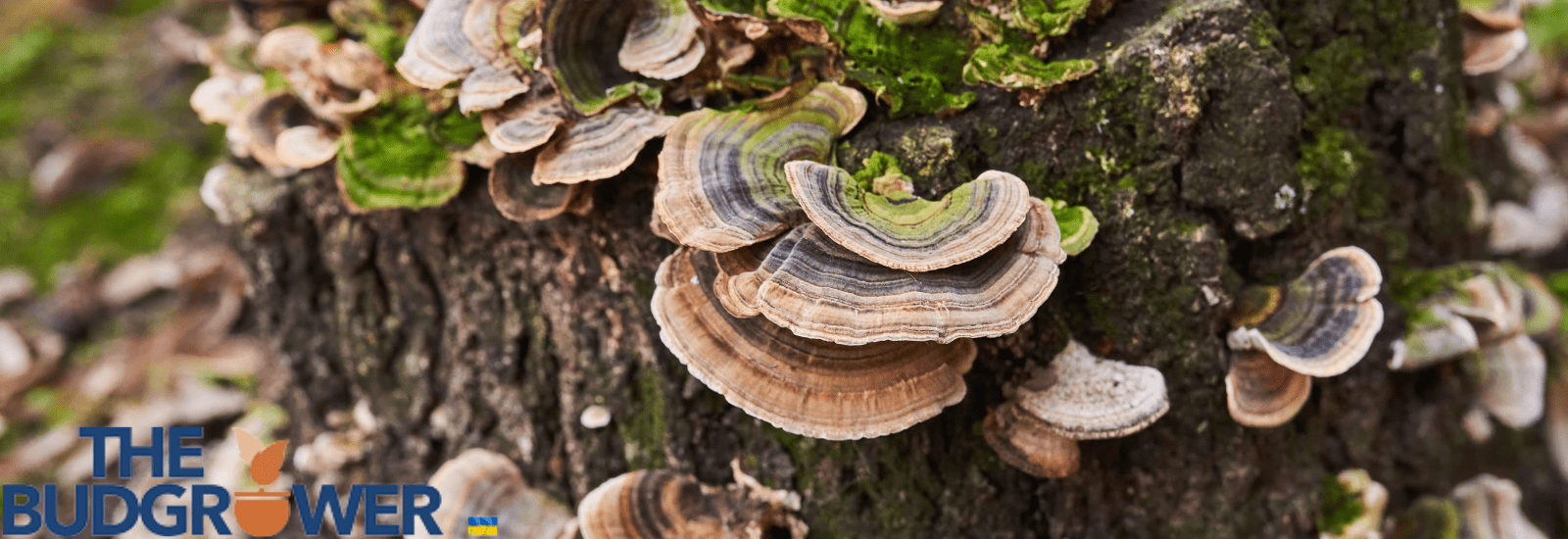 Types of Mushrooms That Grow on Trees