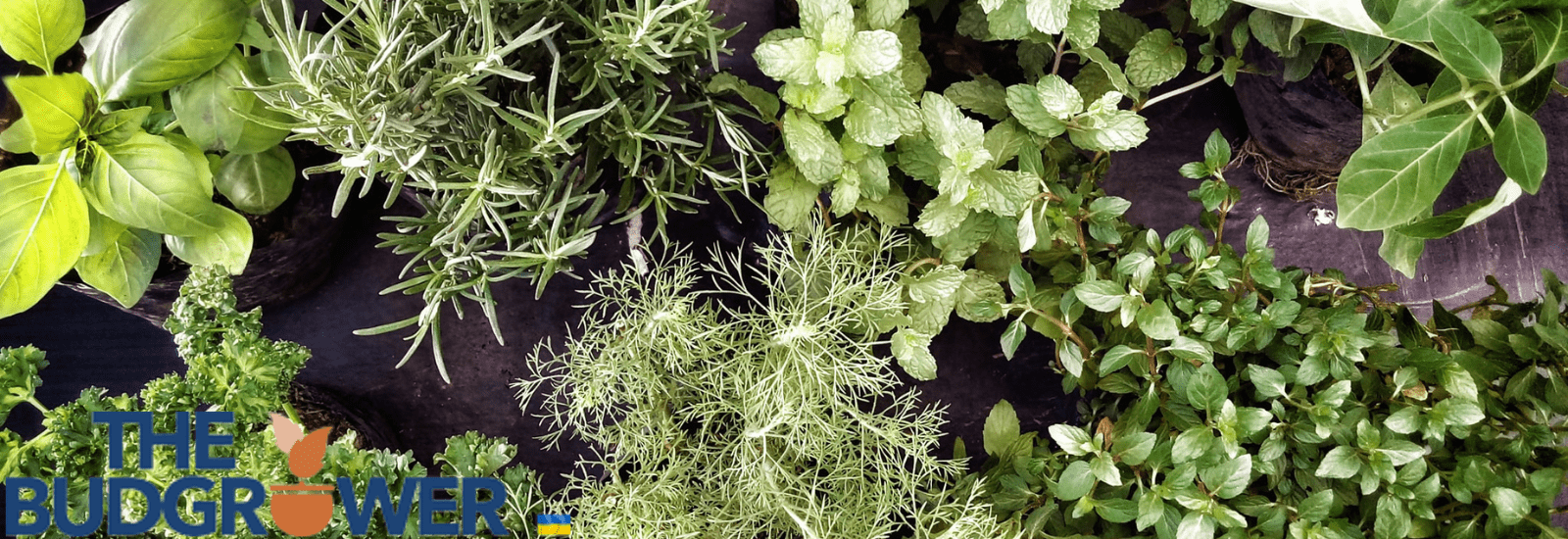indoor herbs to grow