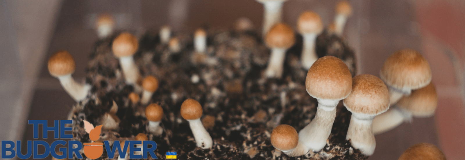 mushroom growing setup