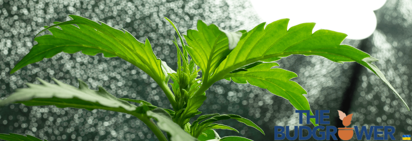 4 by 4 grow tent