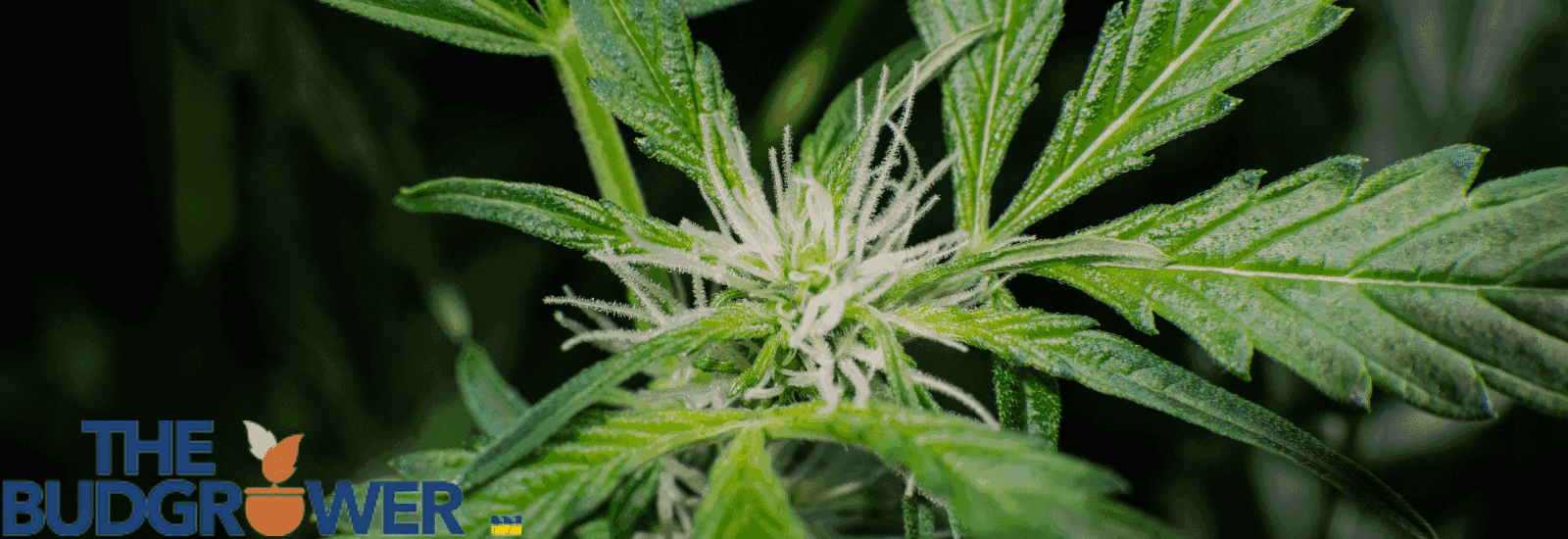 autoflowering seeds