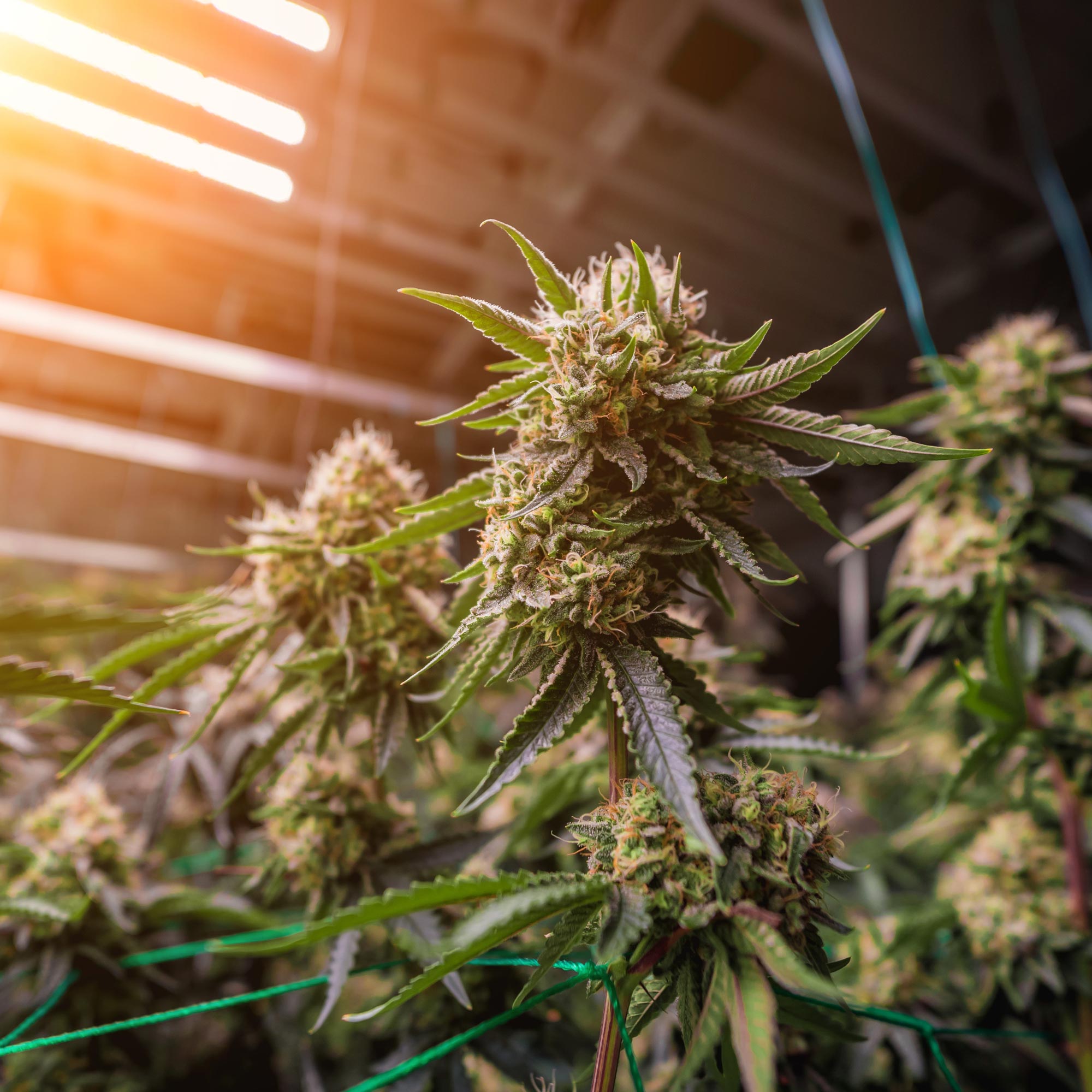 cannabis plants